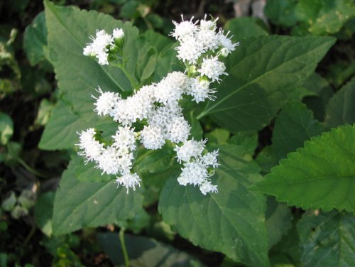 White Snakeroot (Ageratina altissima)