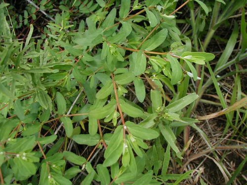 Eyebane Spurge (Chamaesyce nutans)