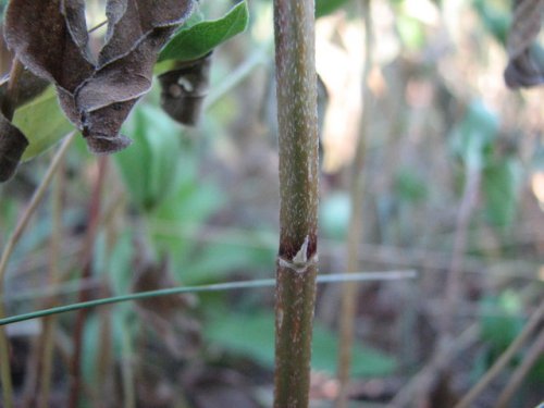 Sumpweed (Iva annua)