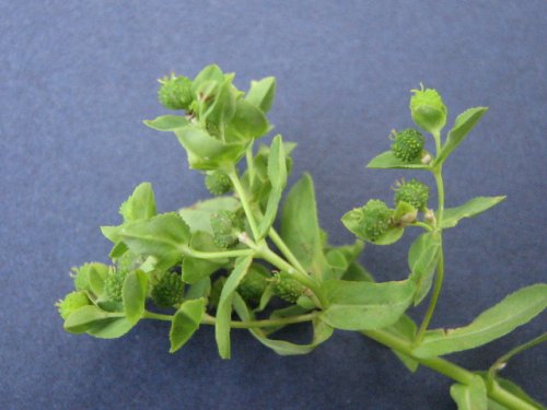 Warty Spurge (Euphorbia spathulata)