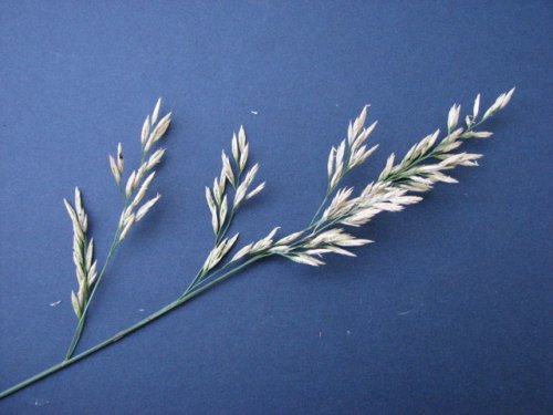 Meadow Mountain Fescue (Schedonorus pratensis)