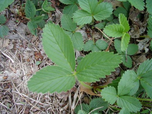 Wild Strawberry (Fragaria virginiana)