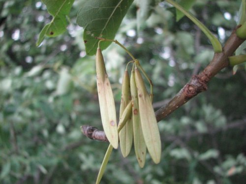 White Ash (Fraxinus americana)