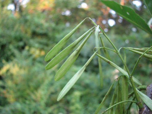 Green Ash (Fraxinus pennsylvanica)