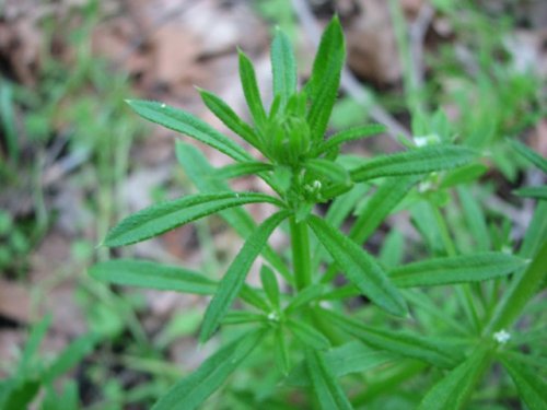 Stickywilly (Galium aparine)