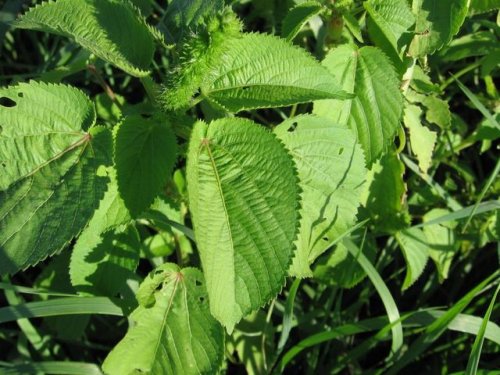 Rough pod copperleaf (Acalypha ostryifolia)