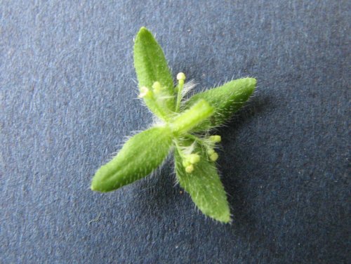 Piedmont Bedstraw (Galium pedemontanum)