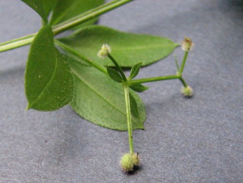 Fragrant Bedstraw (Galium triflorum)