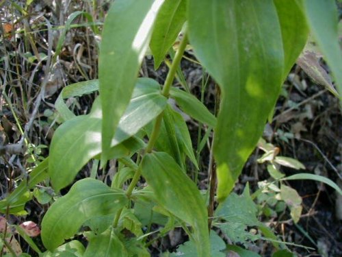 White Gentian (Gentiana alba)