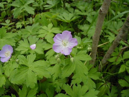 Spotted Geranium (Geranium maculatum)