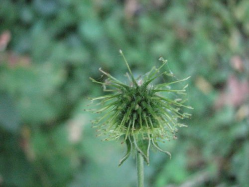 White Avens (Geum canadense)