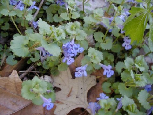 Ground Ivy (Glechoma hederacea)