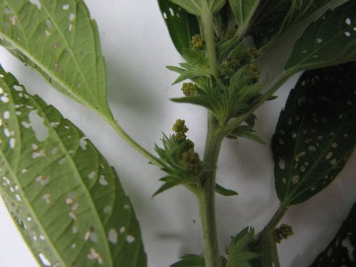 Virginia Copperleaf (Acalypha virginica)