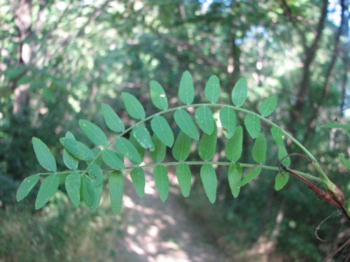 Honey Locust (Gleditsia triacanthos)