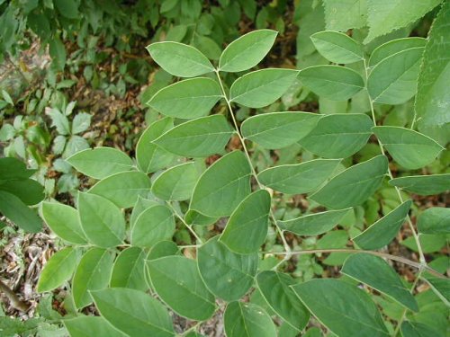 Kentucky Coffee Tree (Gymnocladus dioica)