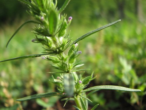 Rough False Pennyroyal (Hedeoma hispida)