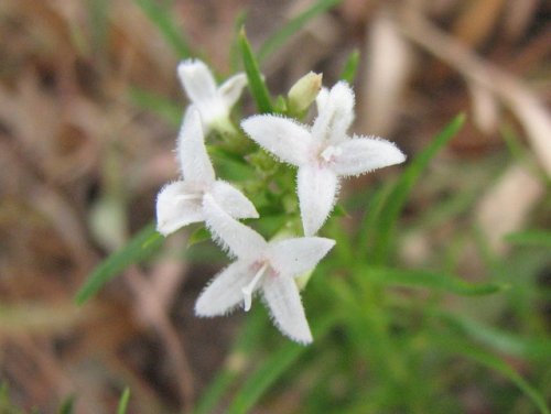 Narrowleaf Bluets (Hedyotis nigricans)