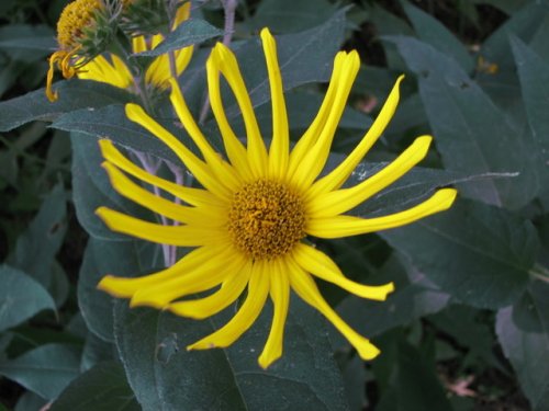 Hairy Sunflower (Helianthus hirsutus)