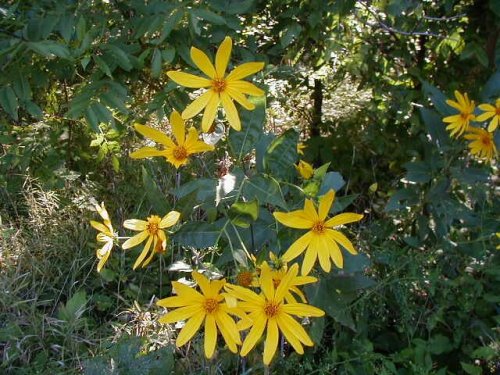 Jerusalem artichoke (Helianthus tuberosus)