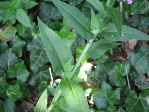 Dames Rocket (Hesperis matronalis)