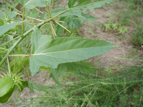 Halberdleaf Rosemallow (Hibiscus laevis)