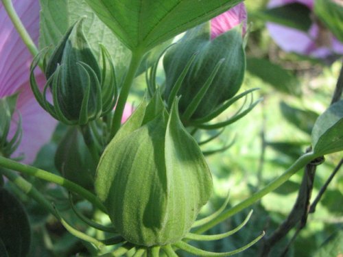 Crimsoneyed Rosemallow (Hibiscus moscheutos)