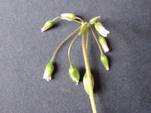 Jagged Chickweed (Holosteum umbellatum)