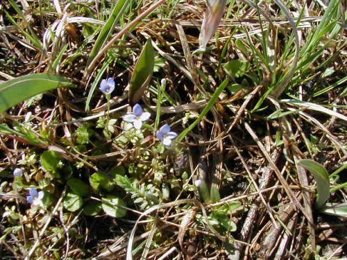 Tiny Bluet (Houstonia pusilla)