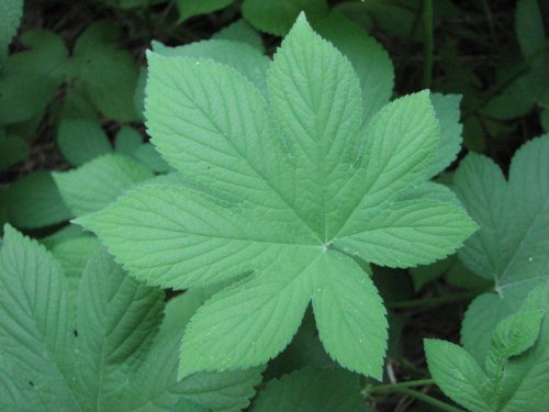 Japanese Hop (Humulus japonicus)