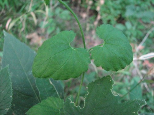 Common Hop (Humulus lupulus)