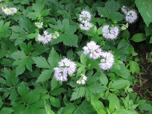 Virginia Waterleaf (Hydrophyllum virginianum)