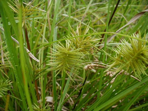 Fragrant Flatsedge (Cyperus odoratus)