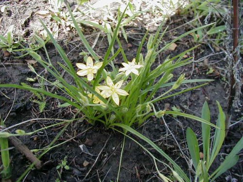 Yellow Stargrass (Hypoxis hirsuta)