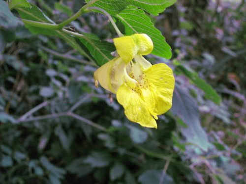 Pale touch-me-not (Impatiens pallida)