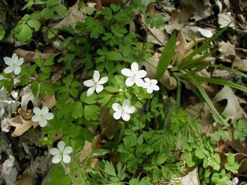 False Rue Anemone (Isopyrum biternatum)