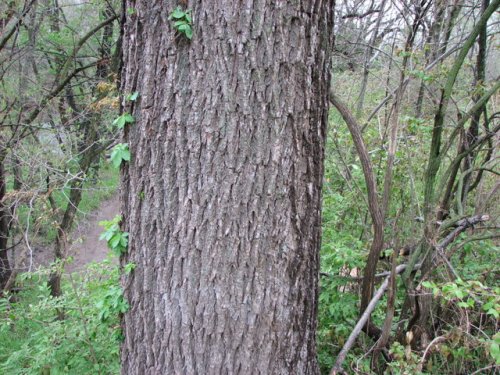 Black Walnut (Juglans nigra)