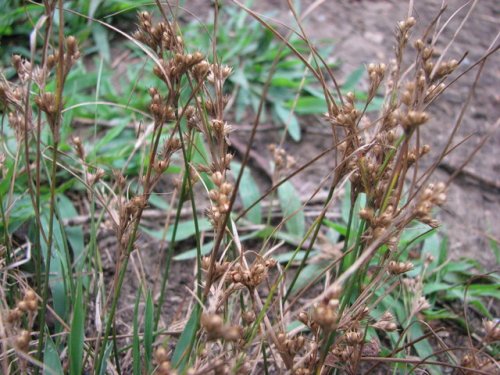 Path Rush (Juncus tenuis)