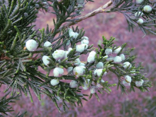 Red Cedar (Juniperus virginiana)