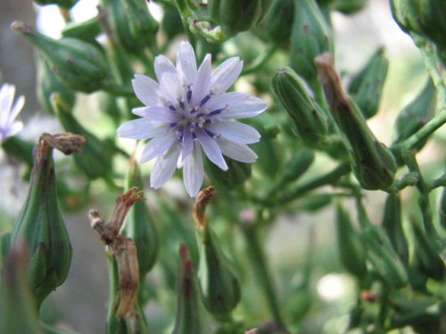 Florida Lettuce (Lactuca floridana)