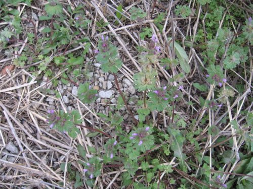 Henbit Deadnettle (Lamium amplexicaule)