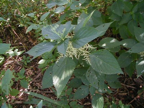 Canada Wood Nettle (Laportea canadensis)