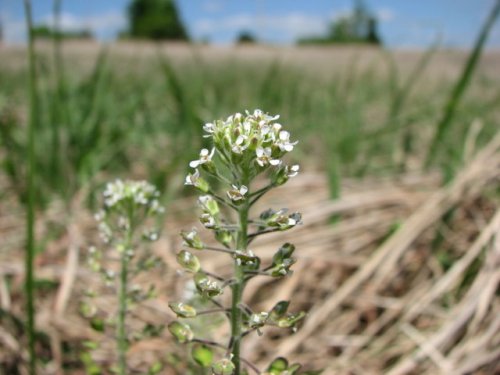 Field Peppergrass (Lepidium campestre)