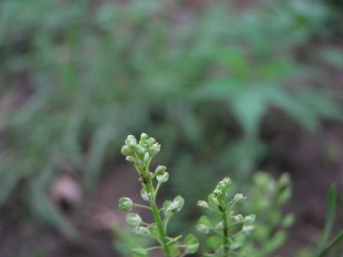 Prairie Pepperweed (Lepidium densiflorum)