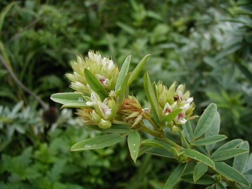 Round-headed Bush Clover (Lespedeza capitata)