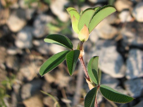 Korean Lespedeza (Kummerowia stipulacea)