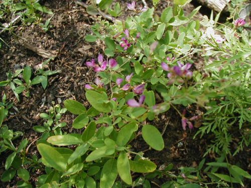 Violet Lespedeza (Lespedeza violacea)