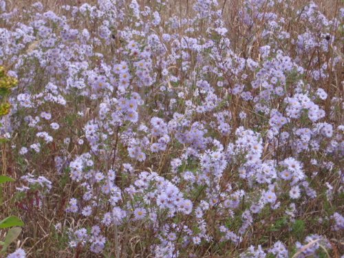 Willowleaf Aster (Aster praealtus)