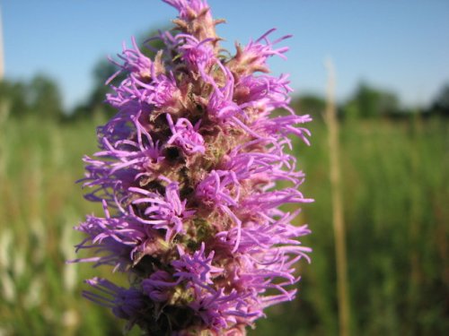 Thickspike Gayfeather (Liatris pycnostachya)