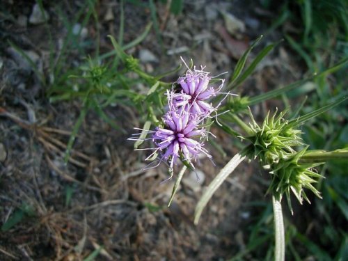 Scaly Gayfeather (Liatris squarrosa)