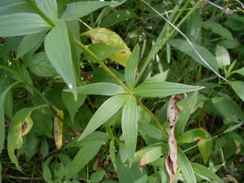 Michigan Lily (Lilium michiganense)